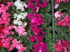 冬のガーデニング｜「フローラ麻布」　（東京都港区の花キューピット加盟店 花屋）のブログ
